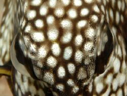 Trunkfish portrait - up close. Curacao. D70, 105 macro. by David Heidemann 